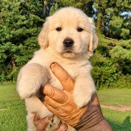 Golden Retrievers from Satori Golden Retrievers
