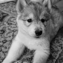 German Shepherd and Siberian Husky Puppies from Sstar