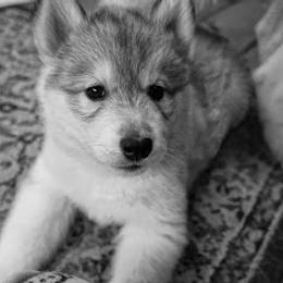 German Shepherd and Siberian Husky Puppies from Sstar