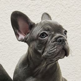 French Bulldog Puppies from Cali Rooted Bullyz