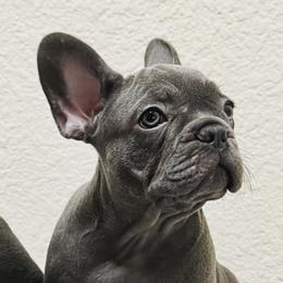 French Bulldog Puppies from Cali Rooted Bullyz