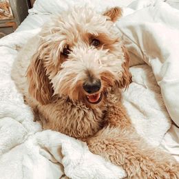 Lucy - Goldendoodle