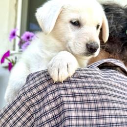 Ilee (aka Eileen) - White female German Shepherd puppy in Perkasie, Pennsylvania from Twila Ruth Herot
