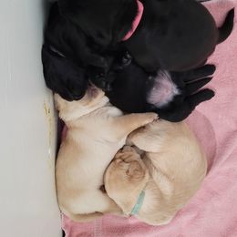 Labrador Retriever Puppies from Gentry Labs