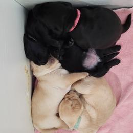 Labrador Retriever Puppies from Gentry Labs