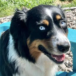 Aussiedoodles, Australian Shepherds, Cockapoos, Goldendoodles, and Poodles from Kristin Drown