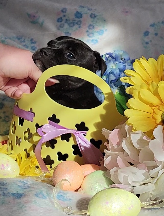 Staffordshire Bull Terrier Puppies from Lone Star Staffs