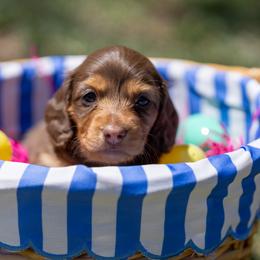Violet - Chocolate and cream female Dachshund puppy in Wichita Falls, Texas from Matilda Jane’s Dachshunds
