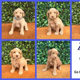 3rd pick boy - Caramel male Australian Labradoodle puppy in Hartshorne, Oklahoma from Jena Edmond