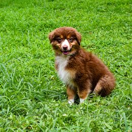 Aston - Red tri-color female Australian Shepherd puppy in Quincy, Illinois from McMullen’s Aussies