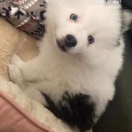 Pomsky Puppies from Pomskies By L&M