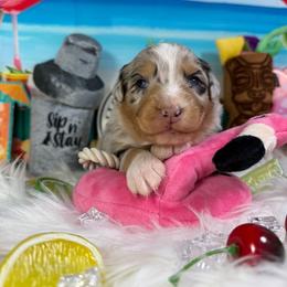 Mai tai - Blue merle female Australian Shepherd puppy in Fredericksburg, Virginia from Cooper Ridge Aussies