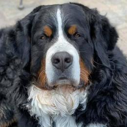 Bernese Mountain Dogs, Cavalier King Charles Spaniels, and Golden Retrievers from Red Sky Goldens, Bernese, and Cavaliers