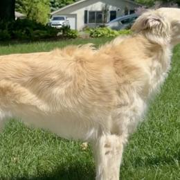 Isaly - Silken Windhound