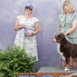 Miniature American Shepherds from Enchanted Mesa Miniature American Shepherds