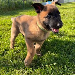 Belgian Malinois Puppies from Snohomish Malinois