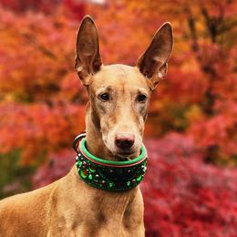 Stormy - Pharaoh Hound