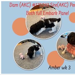 Poodle Puppies from Joy Of Parti Poodles