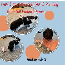 Poodle Puppies from Joy Of Parti Poodles