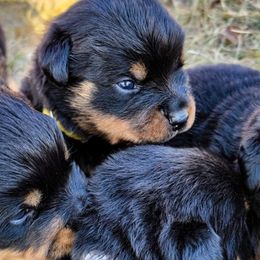 Rottweiler Puppies from Grohn Grown Rottweilers