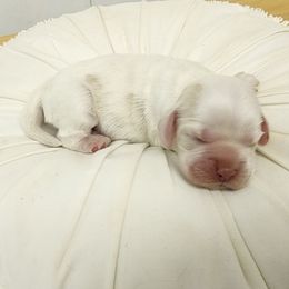 Spice - Red roan male Cocker Spaniel puppy in Tecumseh, Oklahoma from Gambill's Cocker Spaniel Cuties