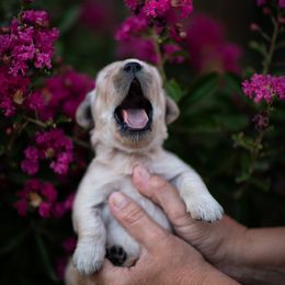 Cavalier King Charles Spaniel and Golden Retriever Puppies from Tsarevich Goldens and Cavaliers