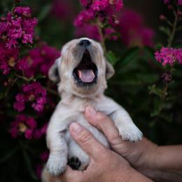 Cavalier King Charles Spaniel and Golden Retriever Puppies from Tsarevich Goldens and Cavaliers