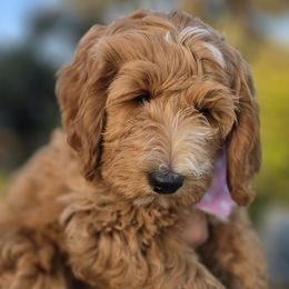 Miss White - Bernedoodle puppy from Our Doodle Ranch