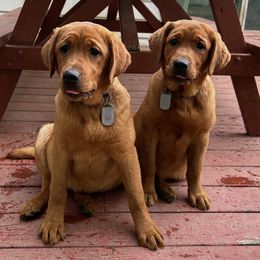 Labrador Retriever Puppies from Sunbrooke Acres