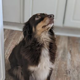 Tootsie - Miniature Australian Shepherd