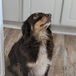 Tootsie - Miniature Australian Shepherd