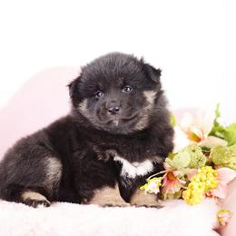 Nori - wooly black and tan girl - Black and tan female Shiba Inu puppy in Neosho, Missouri from Sunny Terrace Shibas