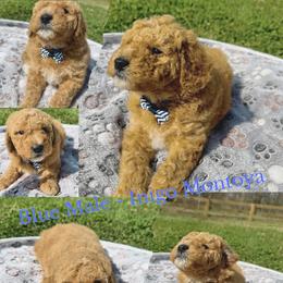 Inigo Montoya - Apricot male Goldendoodle puppy in Dawsonville, Georgia from As You Wish Doodles