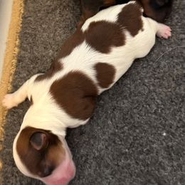 Flame - Red male Havanese puppy in Maryville, Missouri from Dreamworks Havanese