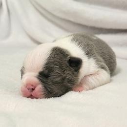 Boston Terrier Puppies from White Valley Boston Terriers