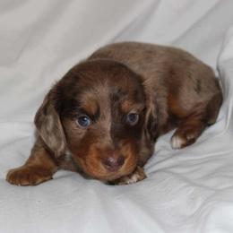 Robin (3425) - Dapple male Dachshund puppy in Sonora, Kentucky from Maple Hill Miniature Dachshunds