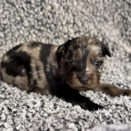 Puddin' - Blue merle male Miniature Australian Shepherd puppy in Michie, Tennessee from Acton Aussies