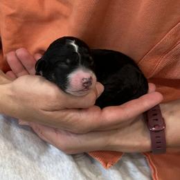 Poppy - Black and white female Aussiedoodle puppy in Nottingham, Pennsylvania from Nottingham Aussiedoodles