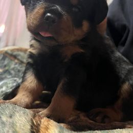 Rottweiler and Toy Shetland Sheepdog Puppies from Mountain High Kennels