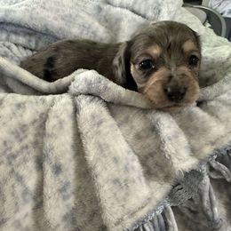 Girl 2 - Dapple female Dachshund puppy in Snow Camp, North Carolina from V's Southern Angels