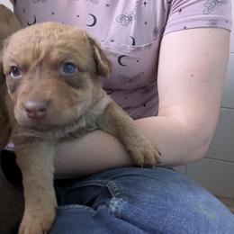 Noctis - Sedge Chesapeake Bay Retriever puppy in Soap Lake, Washington from Desert Oasis Kennels