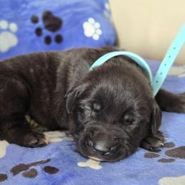 Atlas (Light Blue Collar Brindle Boy) - Brindle male Mastiff puppy in Auburn, Kansas from Puppy Paradise:  English Mastiff Puppies & Standard Goldendoodle Puppies