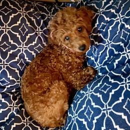 Thumbelina - Poodle