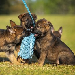 German Shepherd Puppies from Sommerfeld German Shepherds