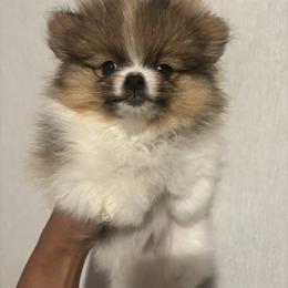 Seidy - Pomeranian