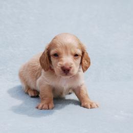 AKC Baron - Red male Dachshund puppy in Billings, Missouri from Bundles of Joy