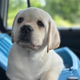 Labrador Retrievers from Fruity Labradors
