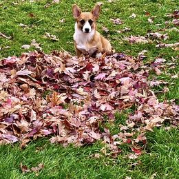 Pembroke Welsh Corgi Puppies from Mehling Corgis