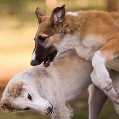 Borzoi Puppies from Rezance Borzoi