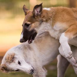 Borzoi Puppies from Rezance Borzoi